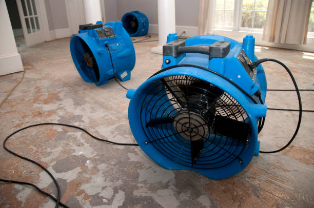 Best Water damage cleanup near me  in Wanamingo, MN
